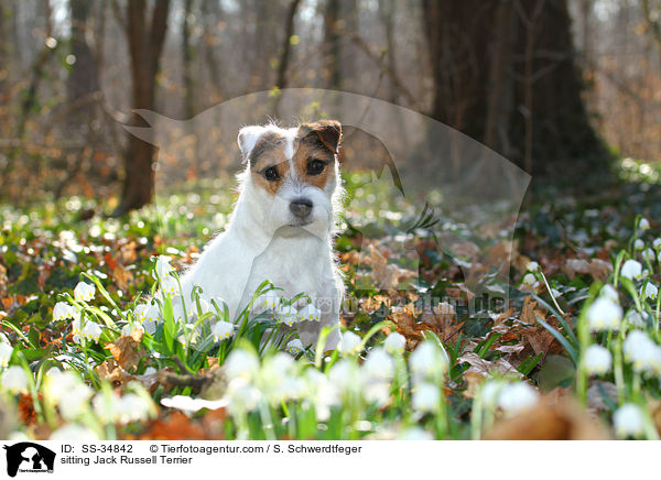 sitzender Parson Russell Terrier / sitting Parson Russell Terrier / SS-34842