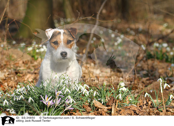 sitzender Parson Russell Terrier / sitting Parson Russell Terrier / SS-34850