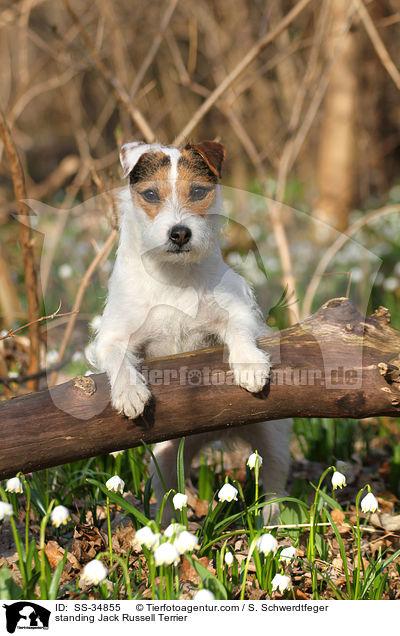 stehender Parson Russell Terrier / standing Parson Russell Terrier / SS-34855
