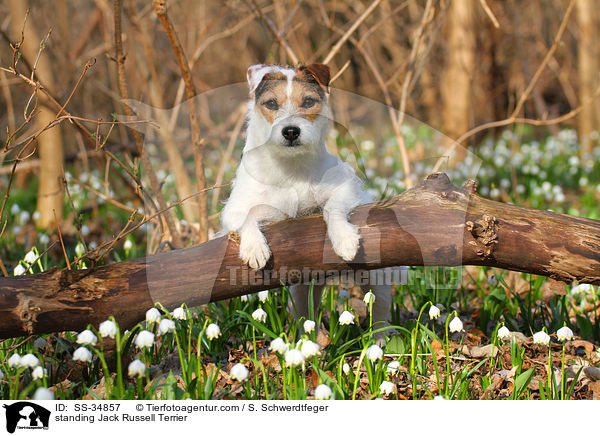 stehender Parson Russell Terrier / standing Parson Russell Terrier / SS-34857