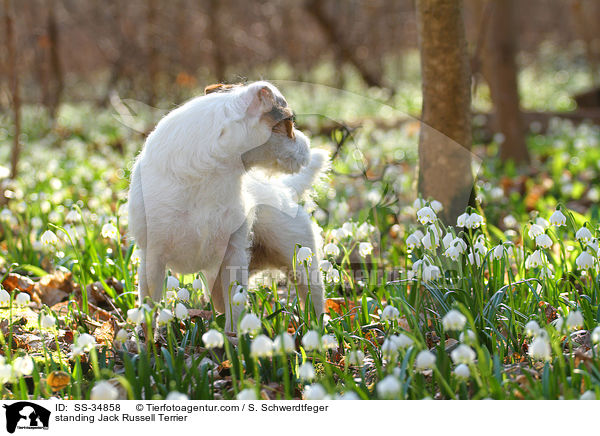 stehender Parson Russell Terrier / standing Parson Russell Terrier / SS-34858