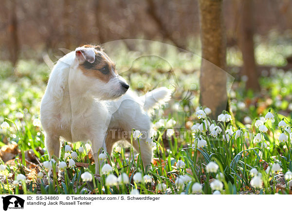 stehender Parson Russell Terrier / standing Parson Russell Terrier / SS-34860