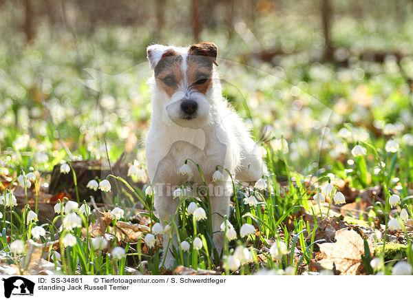 stehender Parson Russell Terrier / standing Parson Russell Terrier / SS-34861