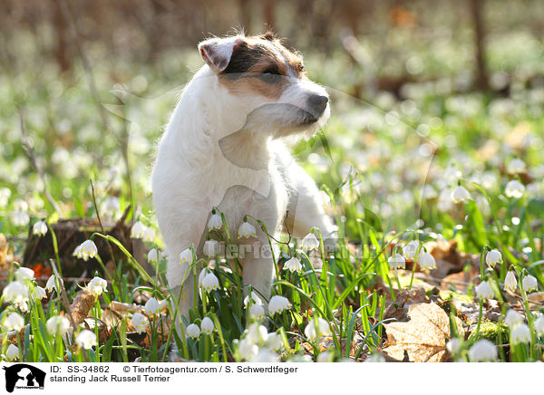 stehender Parson Russell Terrier / standing Parson Russell Terrier / SS-34862