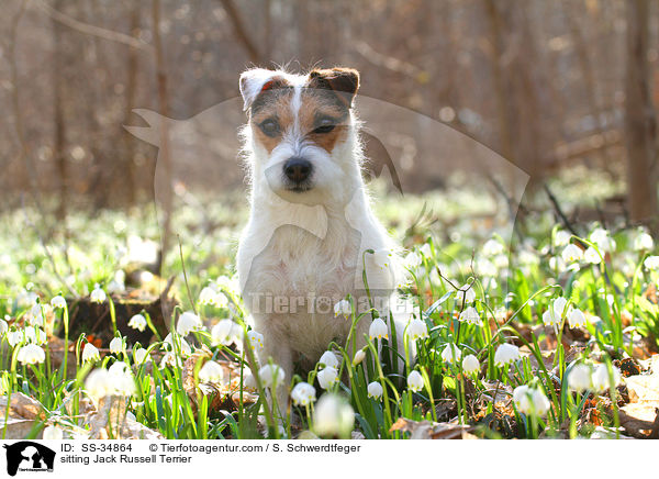 sitzender Parson Russell Terrier / sitting Parson Russell Terrier / SS-34864