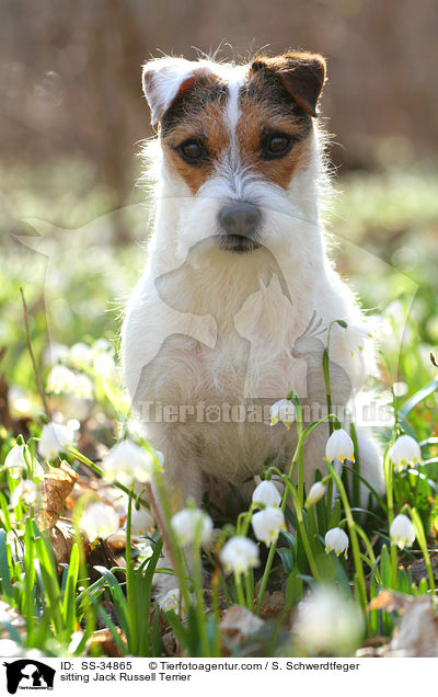 sitzender Parson Russell Terrier / sitting Parson Russell Terrier / SS-34865