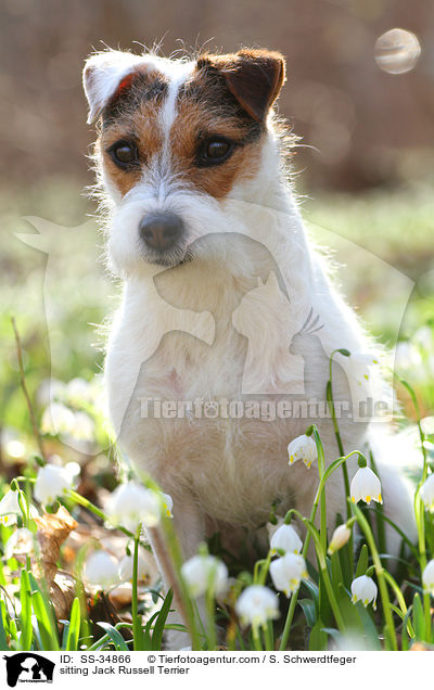 sitzender Parson Russell Terrier / sitting Parson Russell Terrier / SS-34866