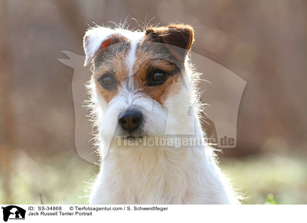 Parson Russell Terrier Portrait / Parson Russell Terrier Portrait / SS-34868