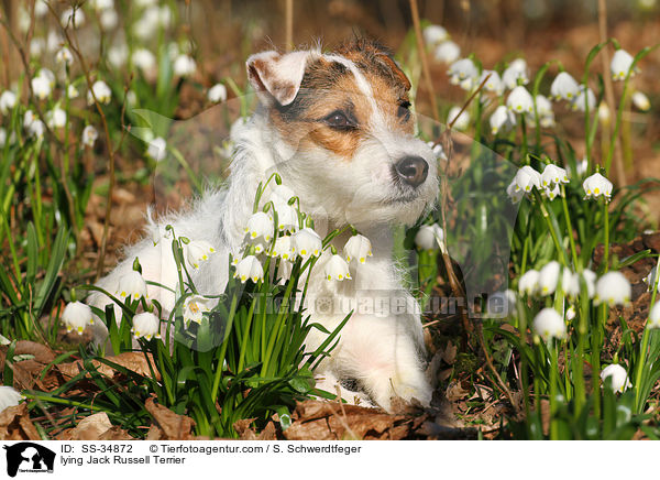 liegender Parson Russell Terrier / lying Parson Russell Terrier / SS-34872