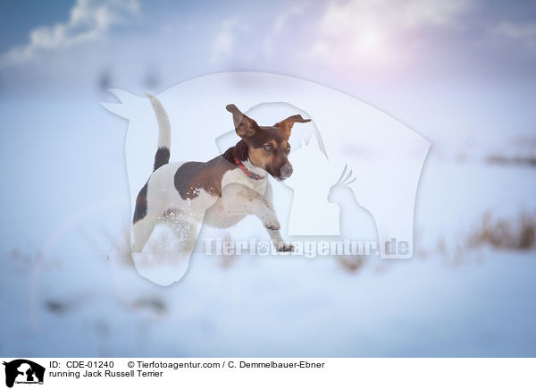running Jack Russell Terrier / CDE-01240