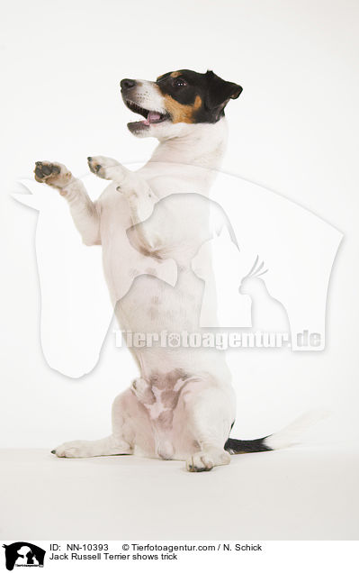 Jack Russell Terrier macht Mnnchen / Jack Russell Terrier shows trick / NN-10393