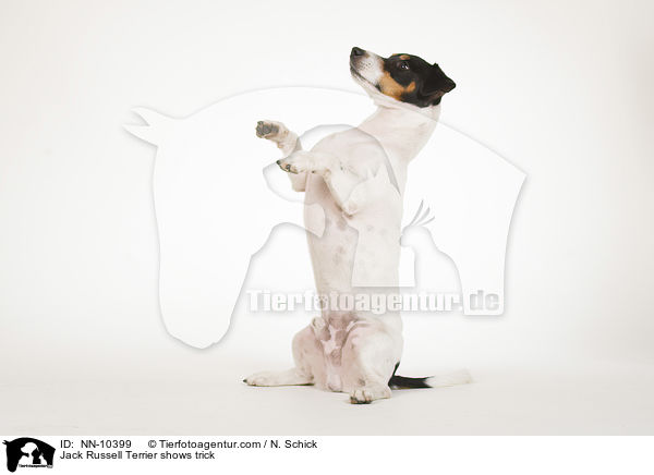 Jack Russell Terrier shows trick / NN-10399