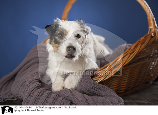 liegender Jack Russell Terrier / lying Jack Russell Terrier / NN-10434