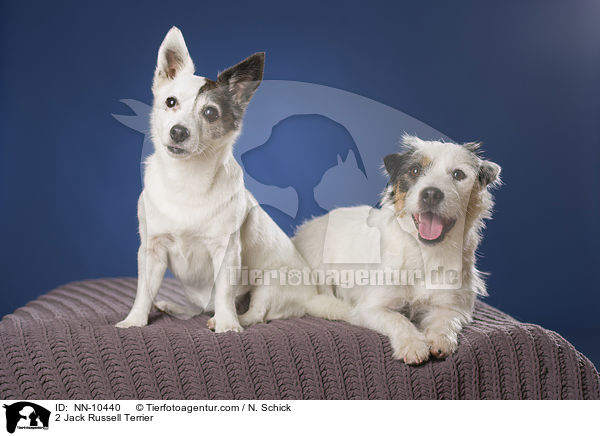 2 Jack Russell Terrier / NN-10440