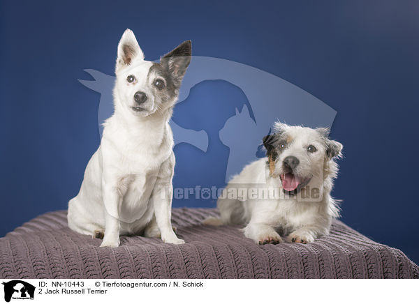 2 Jack Russell Terrier / 2 Jack Russell Terrier / NN-10443