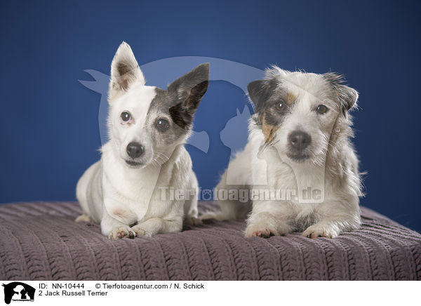 2 Jack Russell Terrier / 2 Jack Russell Terrier / NN-10444