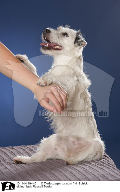 sitzender Jack Russell Terrier / sitting Jack Russell Terrier / NN-10446