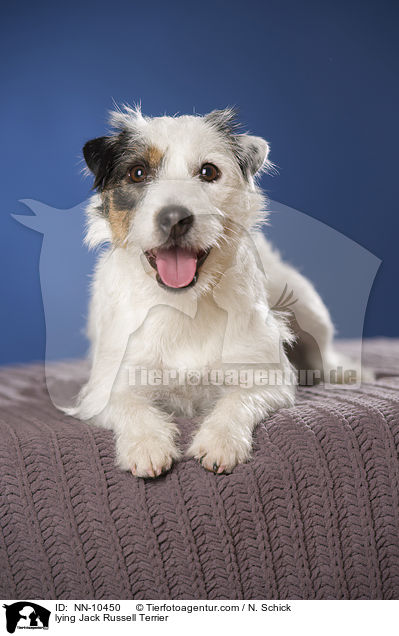 lying Jack Russell Terrier / NN-10450