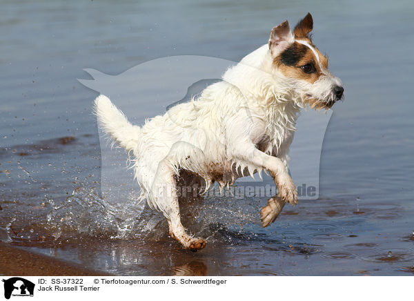 Parson Russell Terrier / Parson Russell Terrier / SS-37322