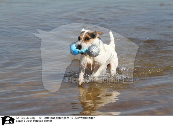 spielender Parson Russell Terrier / playing Parson Russell Terrier / SS-37325