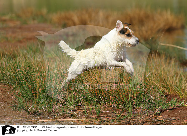 springender Parson Russell Terrier / jumping Parson Russell Terrier / SS-37331