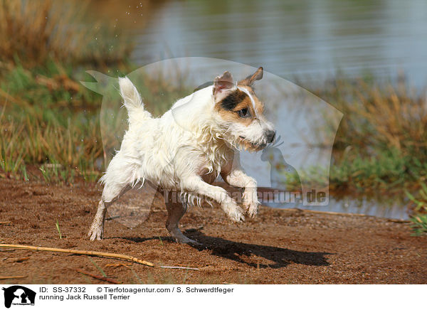 rennender Parson Russell Terrier / running Parson Russell Terrier / SS-37332