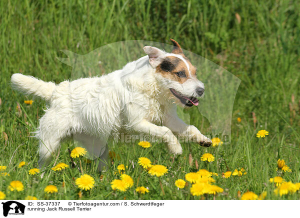 rennender Parson Russell Terrier / running Parson Russell Terrier / SS-37337