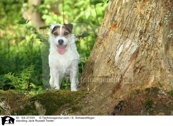 stehender Parson Russell Terrier / standing Parson Russell Terrier / SS-37354