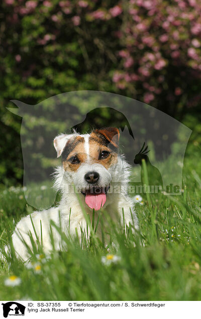 liegender Parson Russell Terrier / lying Parson Russell Terrier / SS-37355