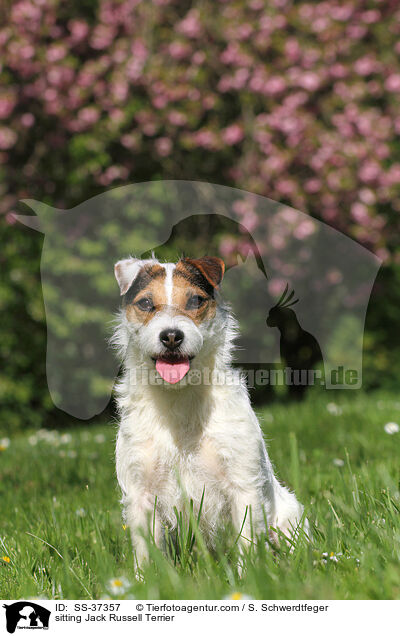 sitting Jack Russell Terrier / SS-37357