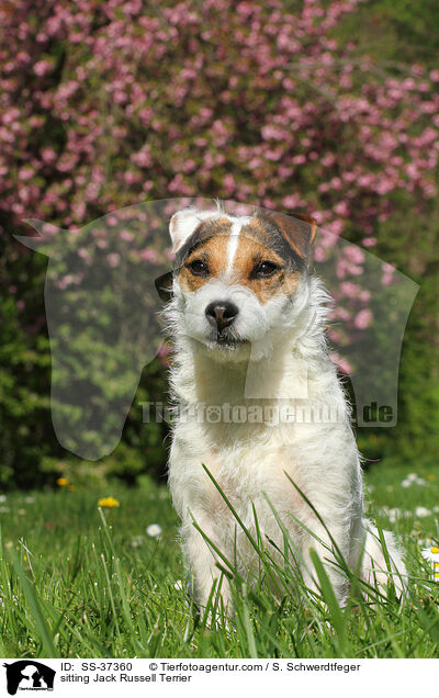 sitzender Parson Russell Terrier / sitting Parson Russell Terrier / SS-37360