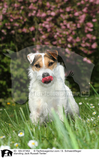 stehender Parson Russell Terrier / standing Parson Russell Terrier / SS-37362