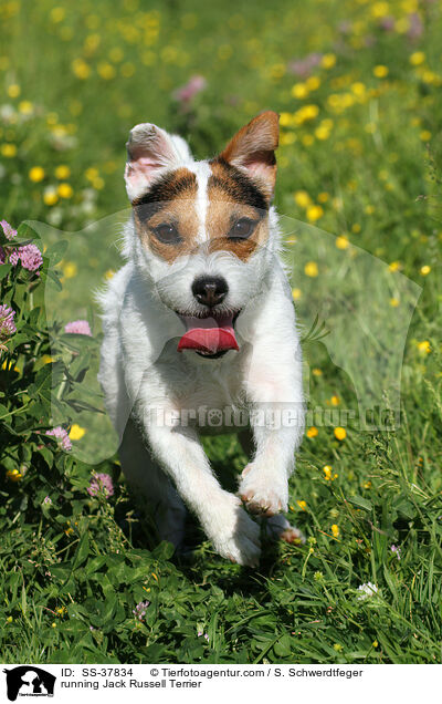 rennender Parson Russell Terrier / running Parson Russell Terrier / SS-37834