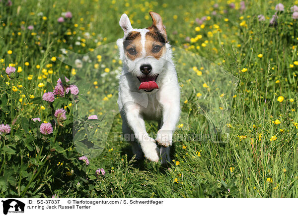 rennender Parson Russell Terrier / running Parson Russell Terrier / SS-37837