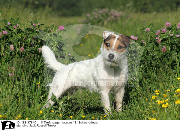standing Jack Russell Terrier / SS-37840