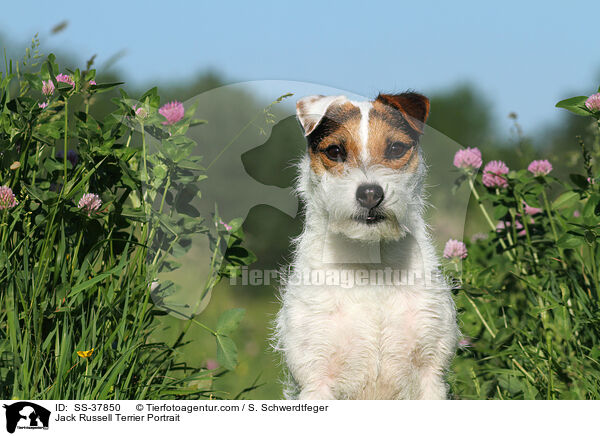 Parson Russell Terrier Portrait / Parson Russell Terrier Portrait / SS-37850
