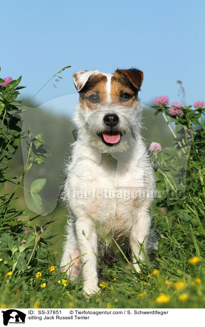 sitzender Parson Russell Terrier / sitting Parson Russell Terrier / SS-37851