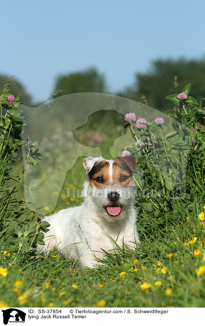 liegender Parson Russell Terrier / lying Parson Russell Terrier / SS-37854