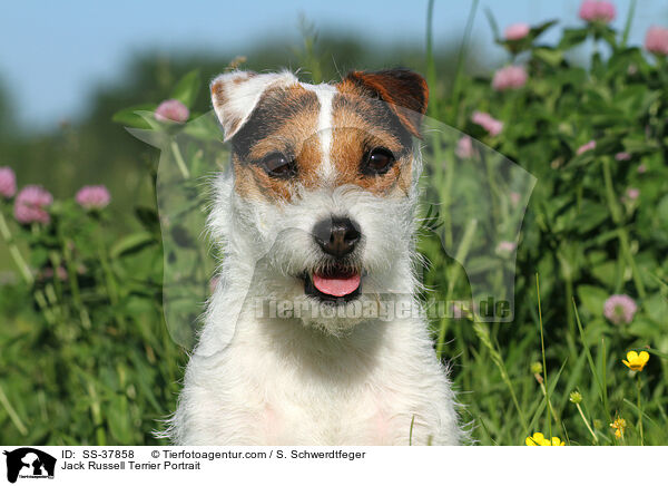 Parson Russell Terrier Portrait / Parson Russell Terrier Portrait / SS-37858