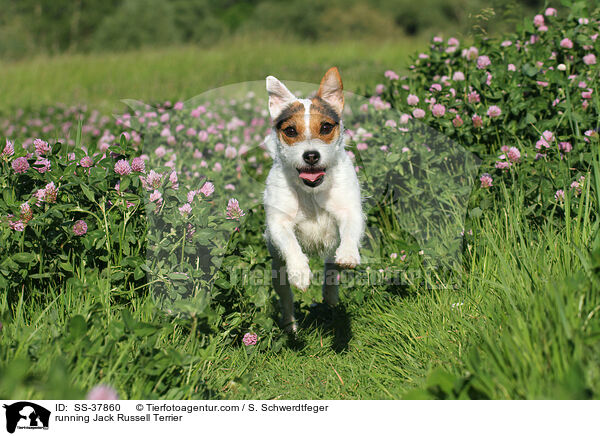 running Jack Russell Terrier / SS-37860