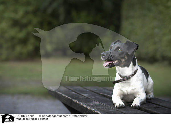 lying Jack Russell Terrier / BS-05704