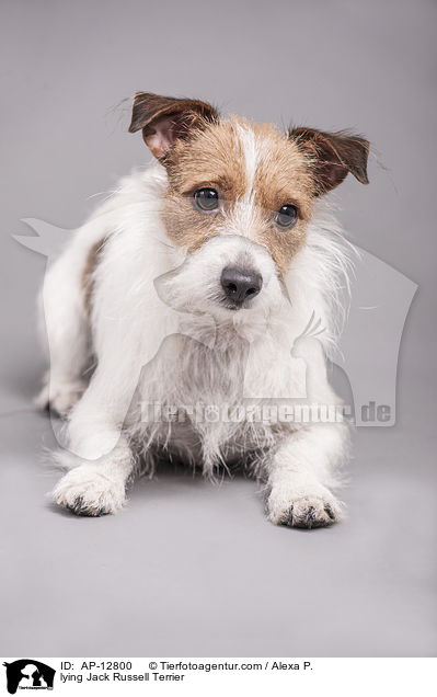 liegender Jack Russell Terrier / lying Jack Russell Terrier / AP-12800