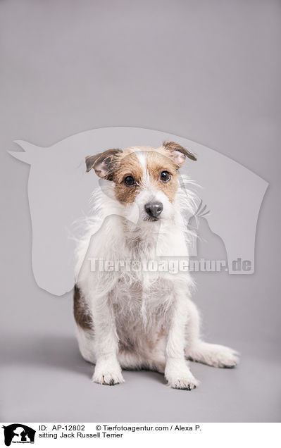 sitting Jack Russell Terrier / AP-12802