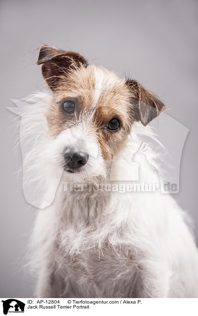 Jack Russell Terrier Portrait / Jack Russell Terrier Portrait / AP-12804