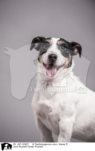 Jack Russell Terrier Portrait / Jack Russell Terrier Portrait / AP-12807