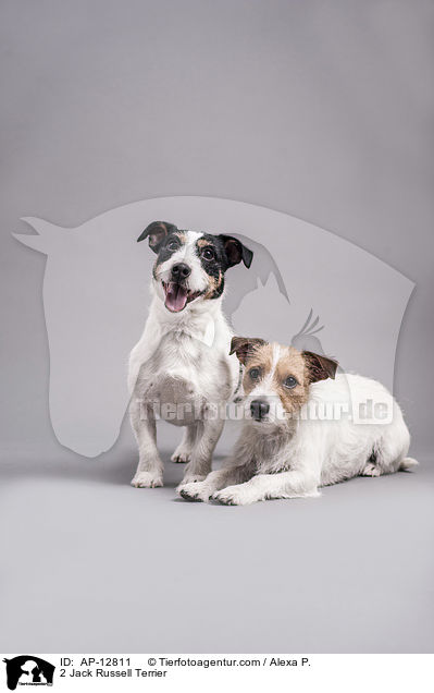 2 Jack Russell Terrier / AP-12811