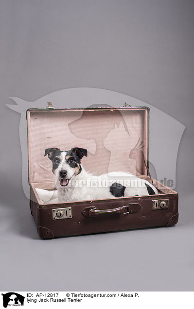lying Jack Russell Terrier / AP-12817