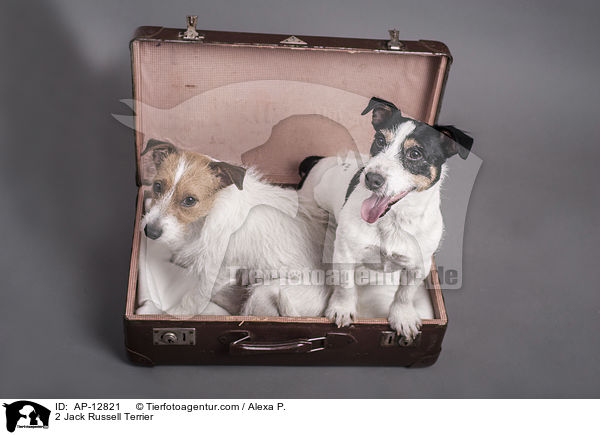 2 Jack Russell Terrier / 2 Jack Russell Terrier / AP-12821
