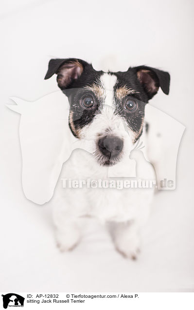 sitting Jack Russell Terrier / AP-12832