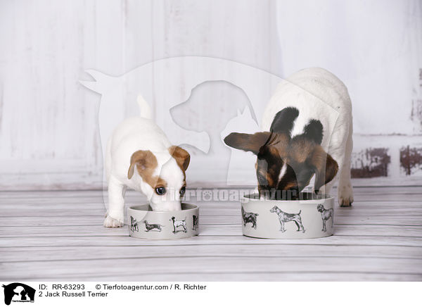 2 Jack Russell Terrier / 2 Jack Russell Terrier / RR-63293